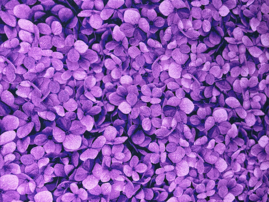 TimelessTreasures Midnight Bloom Flora Magenta Purple