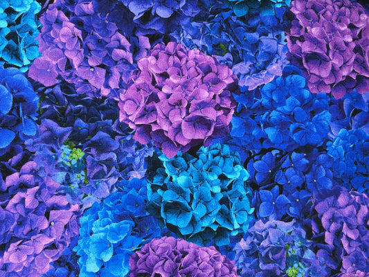 TimelessTreasures Midnight Bloom Multi Hydrangea